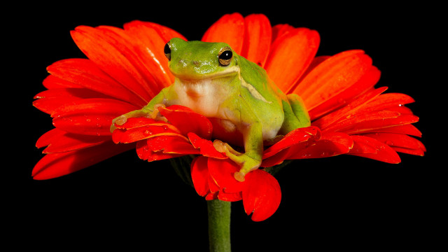Frog red flower macro black free wallpaper for desktop - medium preview image