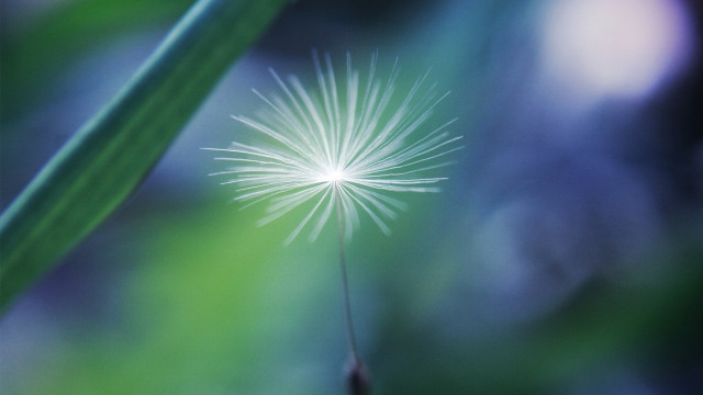 Dandelion macro night sky moon free wallpaper for desktop - medium preview image