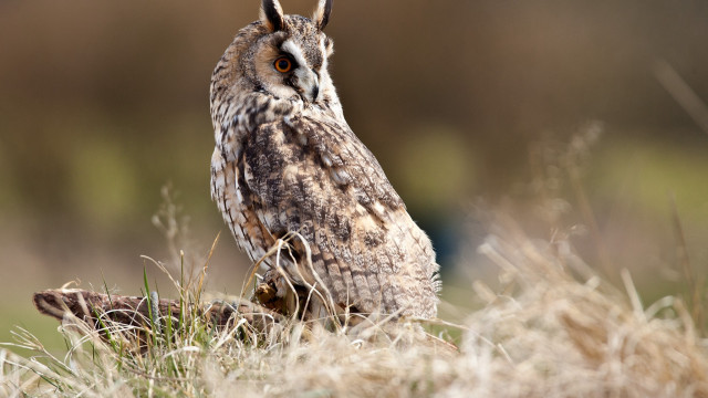 Small owl in grass bird free wallpaper for desktop - medium preview image