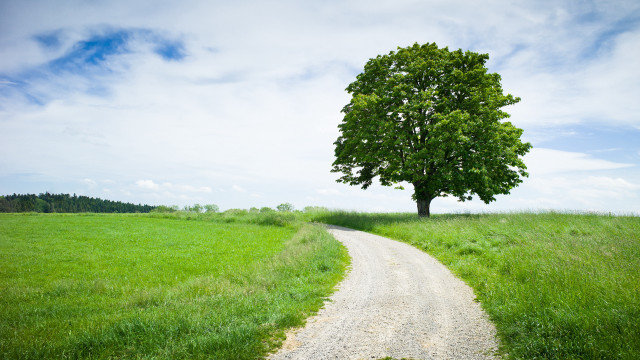 Tree field road single tree free wallpaper for desktop - medium preview image