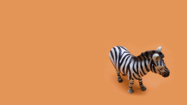 Zebra orange background black white free wallpaper for desktop - medium preview image