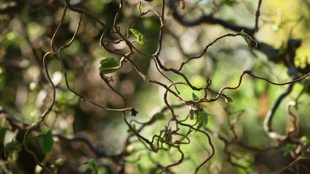 Branch leaves bird tree vines free wallpaper for desktop - medium preview image