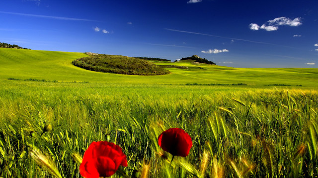 Green field red flowers hill free wallpaper for desktop - medium preview image