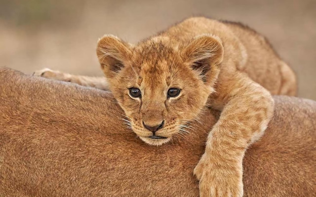 Lion cub on large animal free wallpaper for desktop - medium preview image