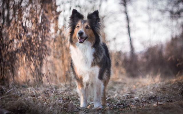 Dog woods smiling longhair tiltshift free wallpaper for desktop - medium preview image