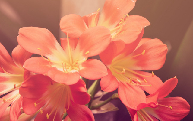 Orange flower vase still life free wallpaper for desktop - medium preview image