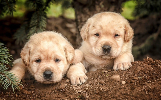 Puppies dirt under tree pine free wallpaper for desktop - medium preview image