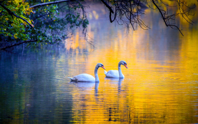 Swans lake trees yellow leaves free wallpaper for desktop - medium preview image