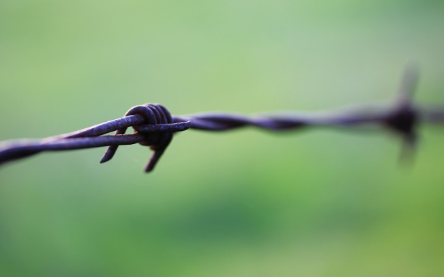 Barbed wire bird macro shallow free wallpaper for desktop - medium preview image