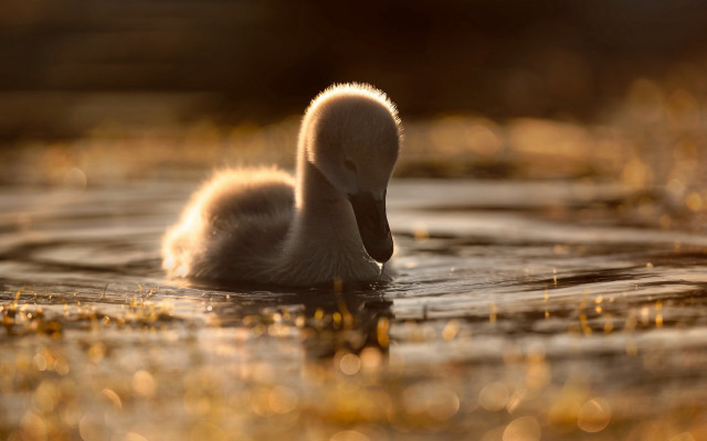 Ducks lake forest yellowflowers softlight free wallpaper for desktop - medium preview image