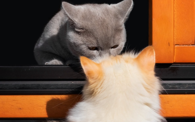 Cat window sill illusion shiba free wallpaper for desktop - medium preview image