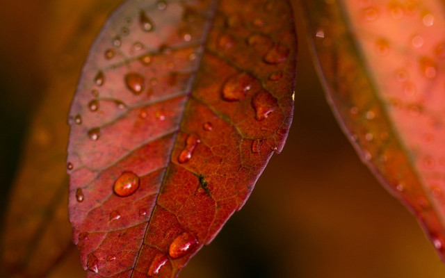Leaf water drops macro photorealism #2 free wallpaper for desktop - medium preview image