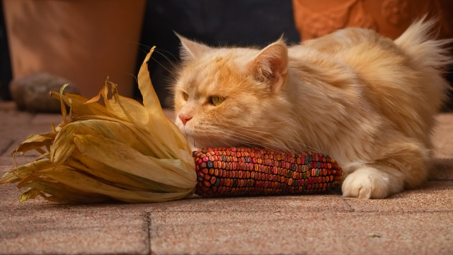 Cat laying corn cob flower free wallpaper for desktop - medium preview image