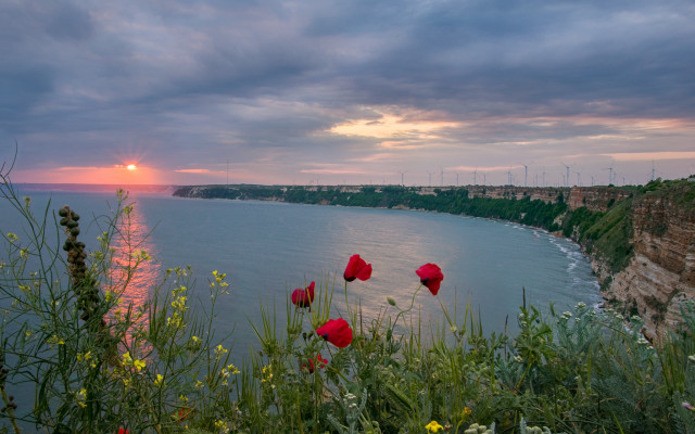 Sunset water redflowers cliff magicrealism free wallpaper for desktop - medium preview image