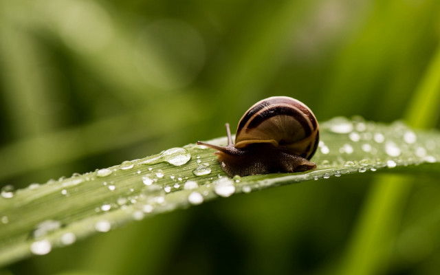 Snail leaf water droplets dew free wallpaper for desktop - medium preview image