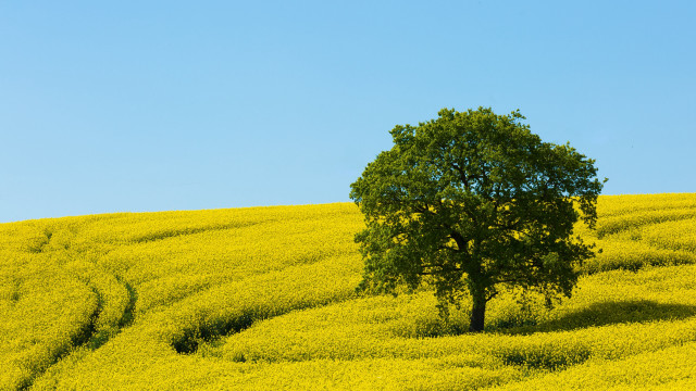 Lone tree yellow flowers blue #4 free wallpaper for desktop - medium preview image