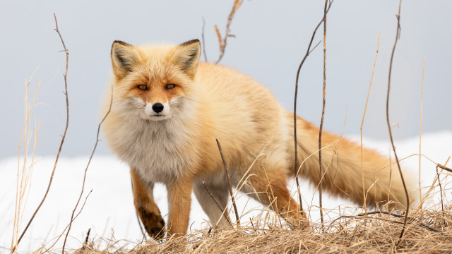Fox snow grass camera animal free wallpaper for desktop - medium preview image