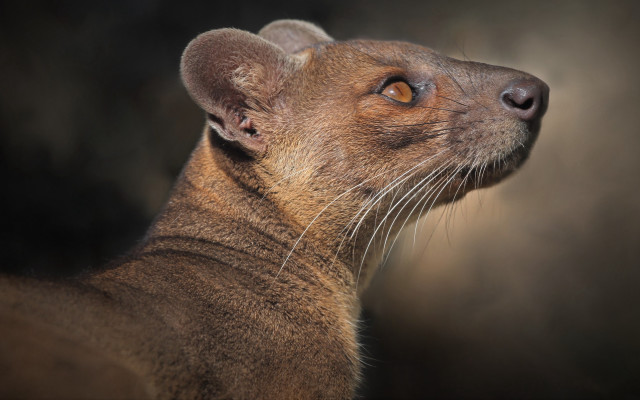 Brown animal closeup black background free wallpaper for desktop - medium preview image