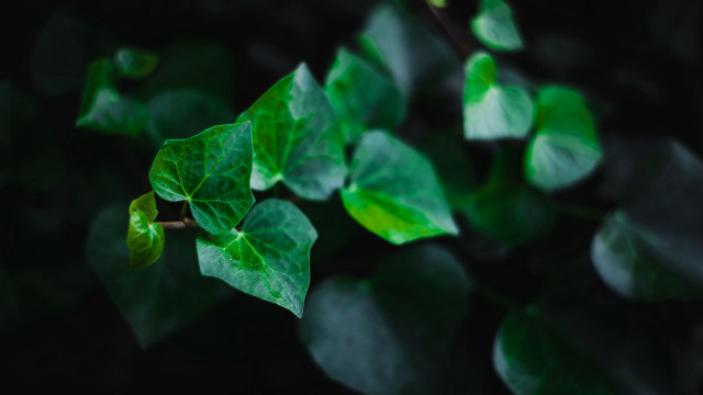 Green leafy plant blurry background #2 free wallpaper for desktop - medium preview image