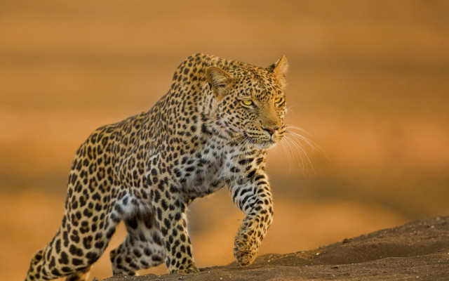 Leopard wildlife walking dirthill sunset free wallpaper for desktop - medium preview image