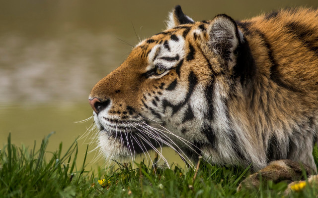 Tiger sitting grass eyes closed #2 free wallpaper for desktop - medium preview image