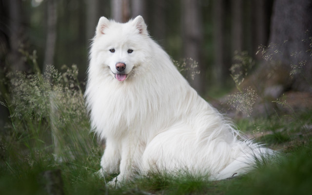 White dog grass trees bushes free wallpaper for desktop - medium preview image