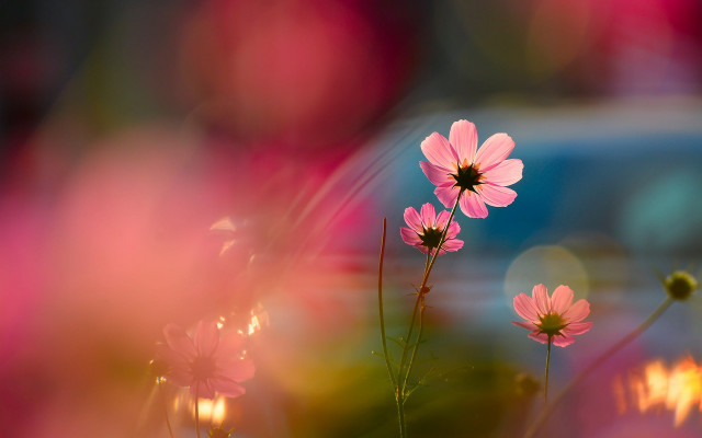 Pink flowers vase blurry background #3 free wallpaper for desktop - medium preview image