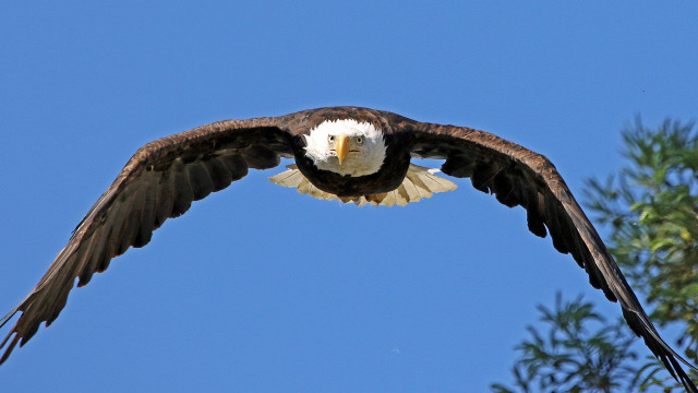 Bald eagle soaring wings spread #2 free wallpaper for desktop - medium preview image