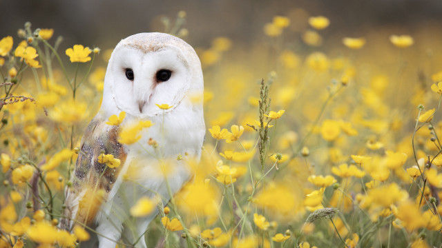 Barn owl yellow flowers stick free wallpaper for desktop - medium preview image