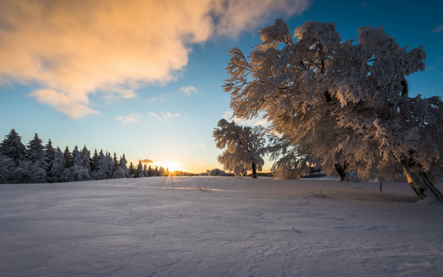 Snowy field trees sunset clouds #6 free wallpaper for desktop - medium preview image
