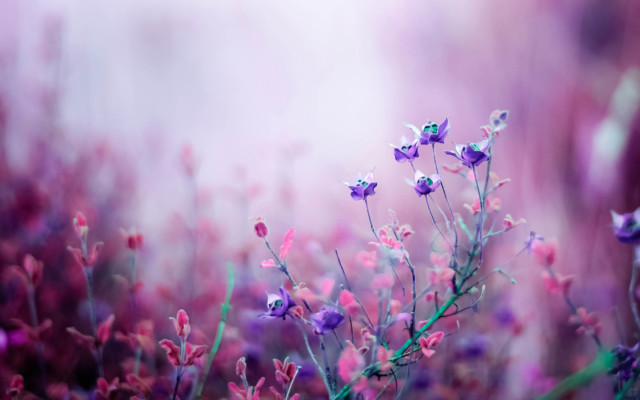 Purple flowers grass blurry background #8 free wallpaper for desktop - medium preview image