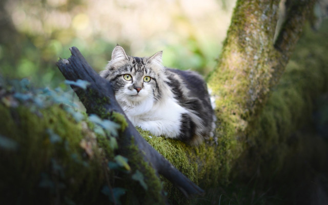 Curious cat mossy branch bokeh free wallpaper for desktop - medium preview image