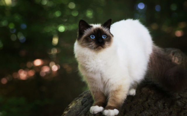 Cat blue eyes on branch free wallpaper for desktop - medium preview image