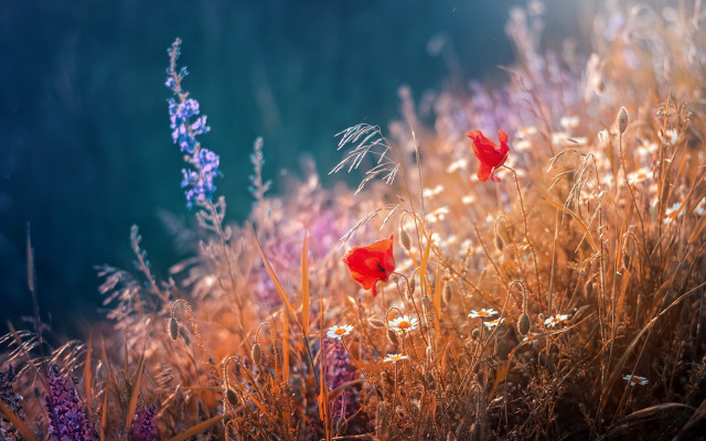 Flower field blue sky red free wallpaper for desktop - medium preview image