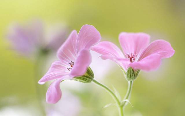 Pink flower butterfly macro soft free wallpaper for desktop - medium preview image