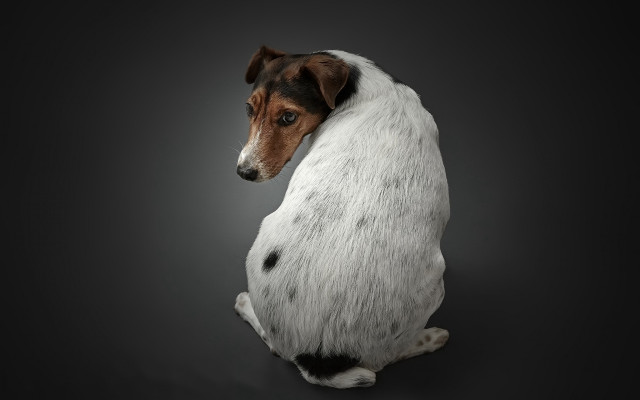 Shiba inu dog portrait animal free wallpaper for desktop - medium preview image