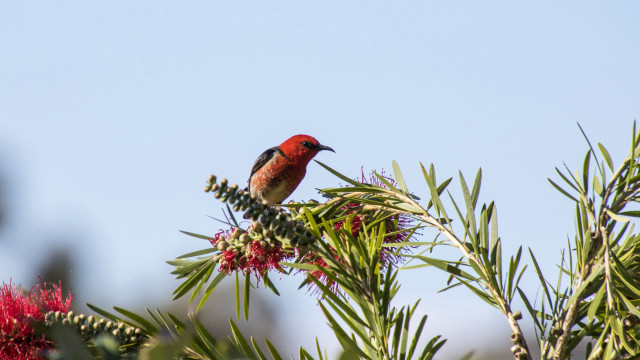Bird branch redflowers blue sky #2 free wallpaper for desktop - medium preview image