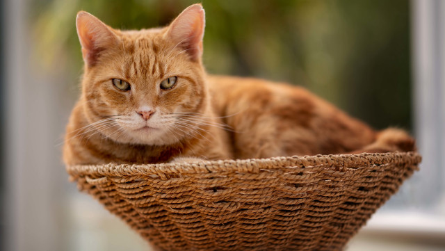 Sad cat in basket photorealistic free wallpaper for desktop - medium preview image