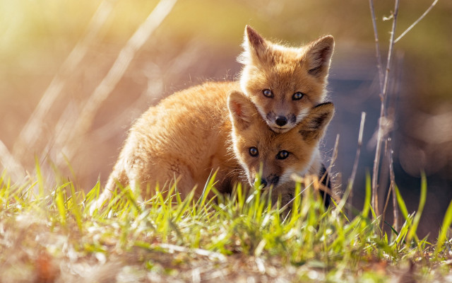 Foxes grass dandelion outdoors naturalism free wallpaper for desktop - medium preview image