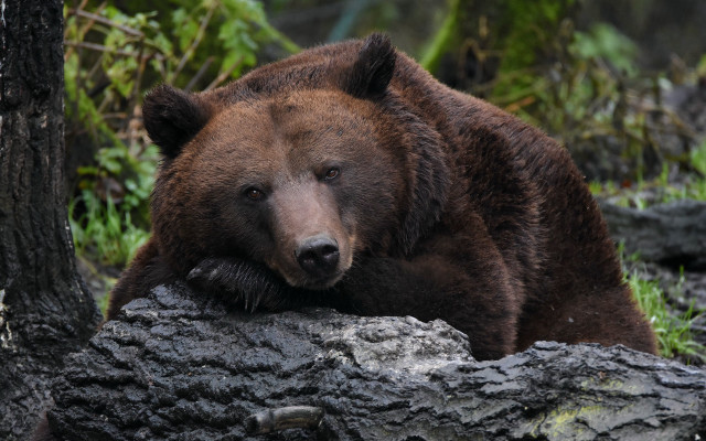 Brown bear on tree trunk free wallpaper for desktop - medium preview image