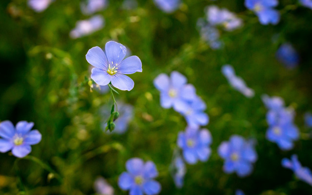 Blue flowers grass macro bokeh free wallpaper for desktop - medium preview image
