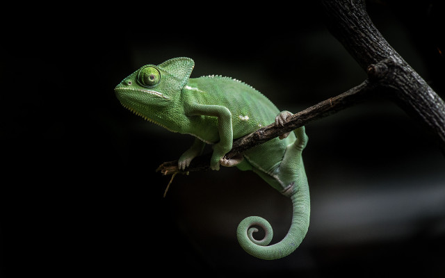 Green chameleon dark branch glowing free wallpaper for desktop - medium preview image