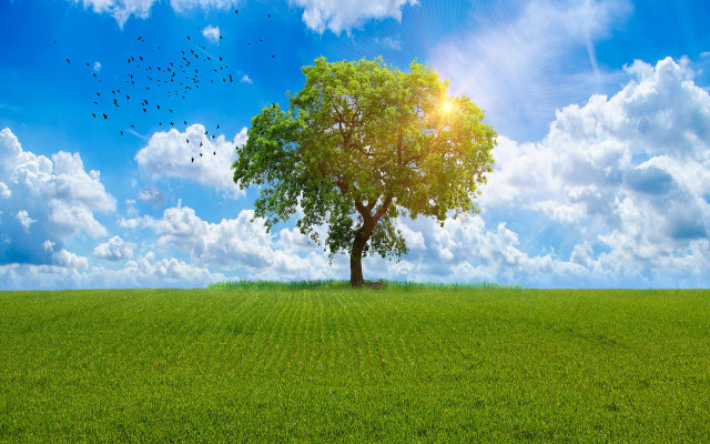 Tree birds sun clouds field free wallpaper for desktop - medium preview image