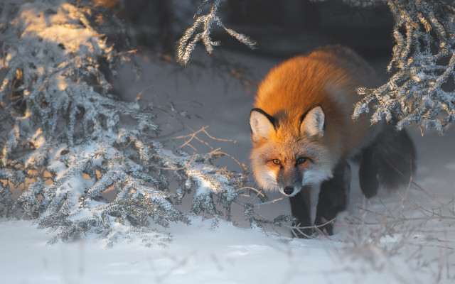 Red fox snowy forest fire free wallpaper for desktop - medium preview image