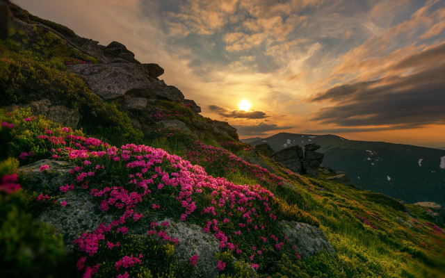 Sunset rocky hillside pink flowers free wallpaper for desktop - medium preview image