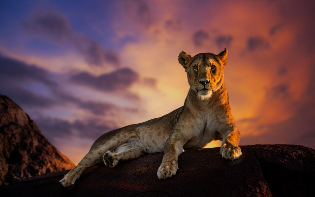 Lion sitting rock sunset mountain free wallpaper for desktop - medium preview image