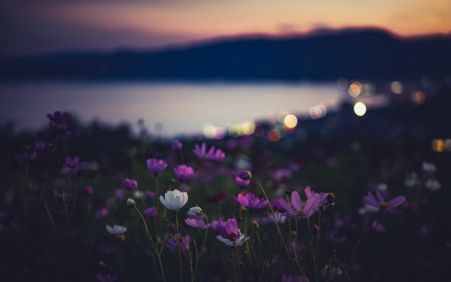 Flowers city sunset blurry bokeh free wallpaper for desktop - medium preview image