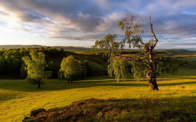 Tree field clouds sunset landscape free wallpaper for desktop - medium preview image