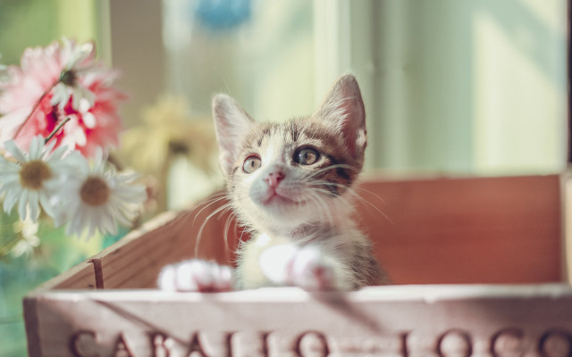 Kitten crate flower vase cavallo free wallpaper for desktop - medium preview image