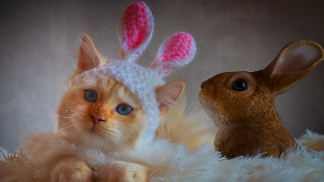 Cat rabbit knitted hats fluffy #2 free wallpaper for desktop - medium preview image